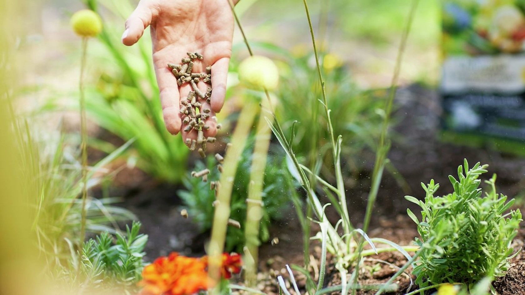 Eine Hand streut kleine Pellets in einen Garten mit verschiedenen Pflanzen, darunter Ringelblumen und grüne Kräuter, mit einem Sack Pflanzennahrung im Hintergrund.