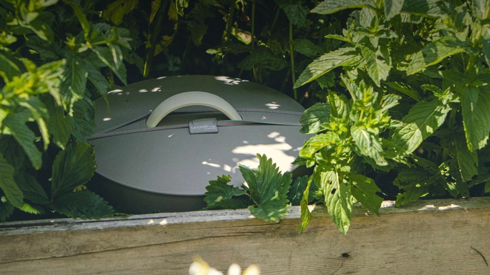 Ein runder, hellgrauer Behälter ist zwischen grünen Blattpflanzen in einem Garten versteckt, teilweise von dichtem Laub verborgen.